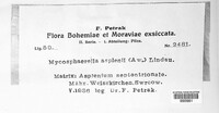 Mycosphaerella asplenii image